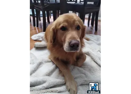 a golden retriever dog lying on a blanket